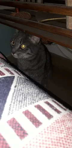 Chat trouvé Chartreux