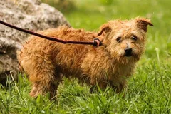 Chien perdu Croisé