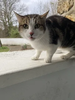 Chat trouvé Chat Sauvage d'Europe