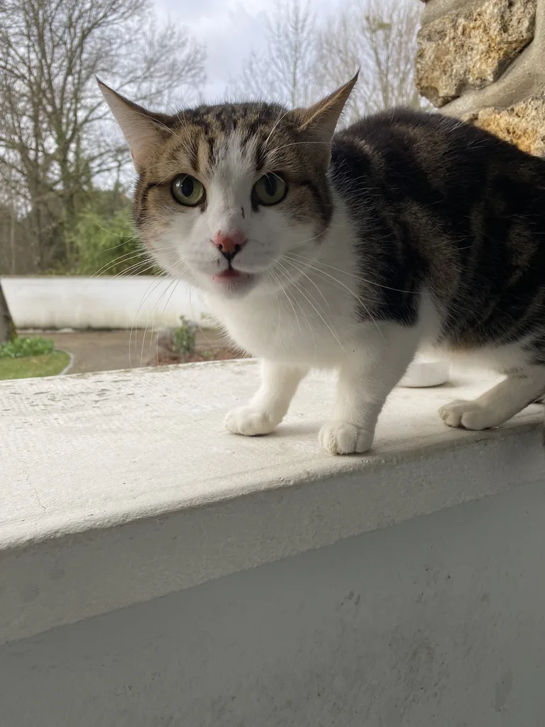 Chat trouvé