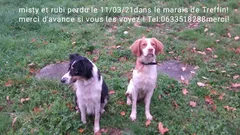 Chien perdu Border Collie