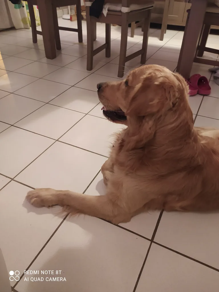 Chien trouvé