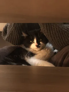 Chat trouvé Européen