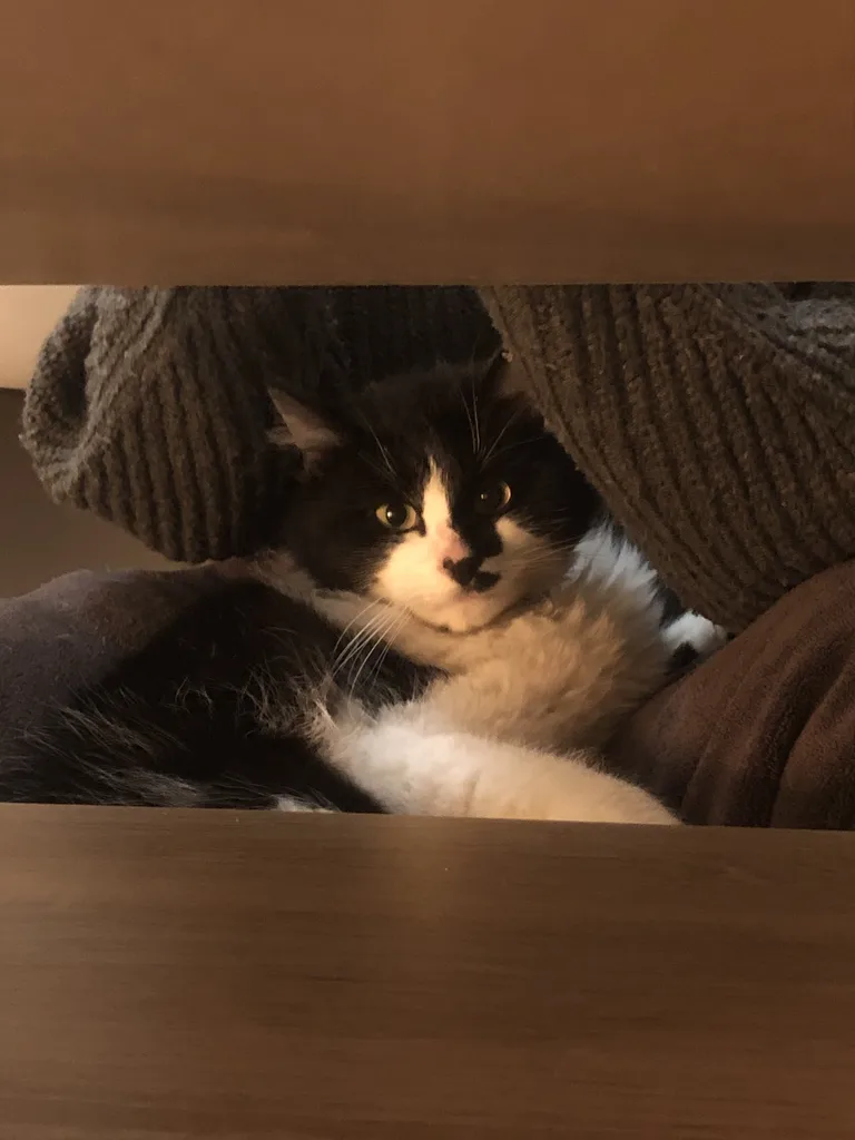 Chat trouvé