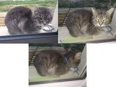 Chat trouvé Européen