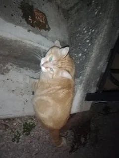 Chat trouvé Européen