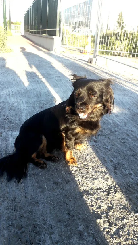 Nala