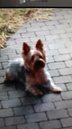 Chien perdu Yorkshire Terrier