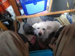 Chien perdu Podengo portugais