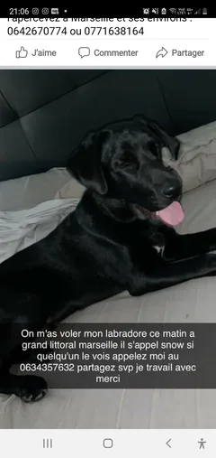 Chien perdu Labrador-Retriever
