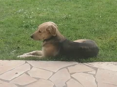 Chien perdu Berger Allemand