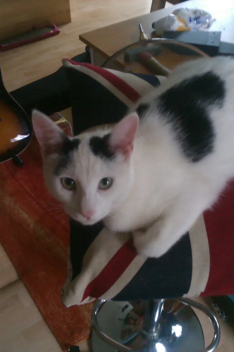 Oggy