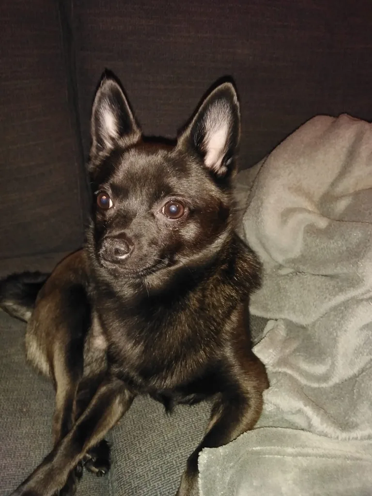 GUCCHI