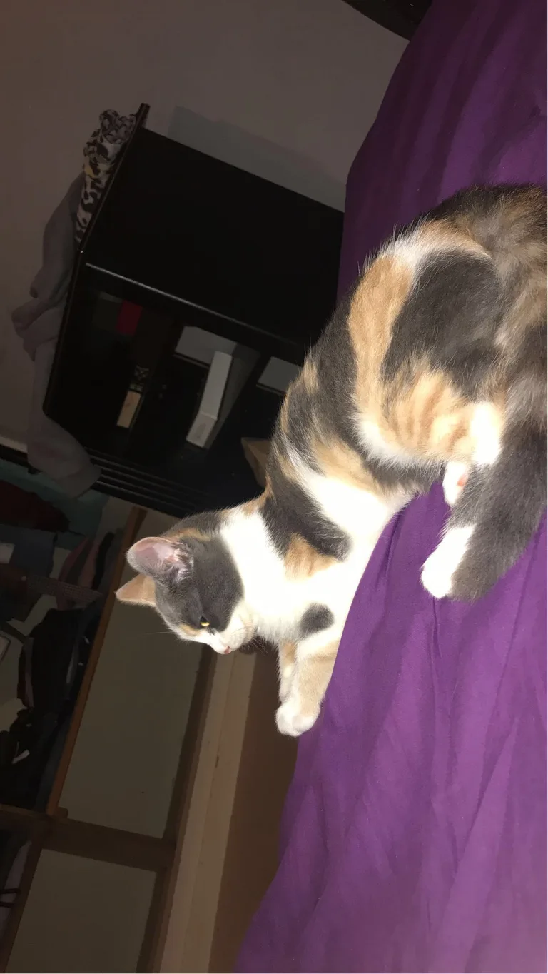 Titoune