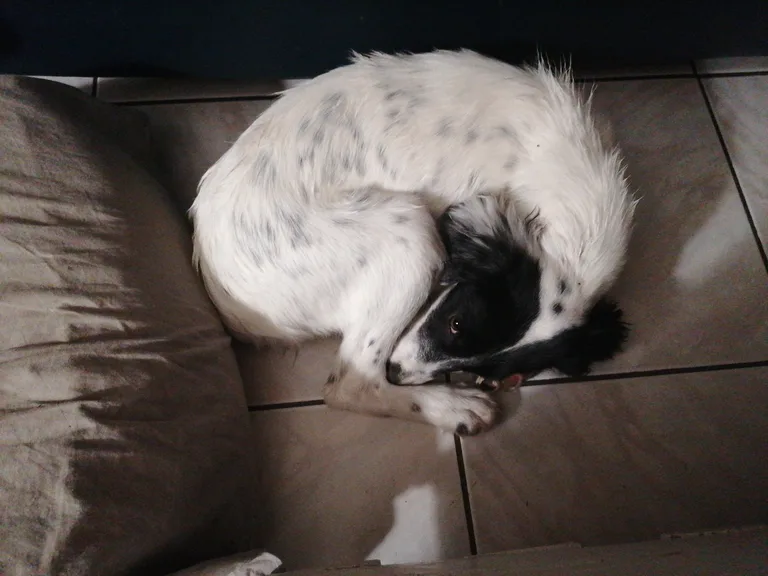 Chien trouvé