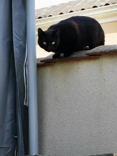 Chat trouvé Européen
