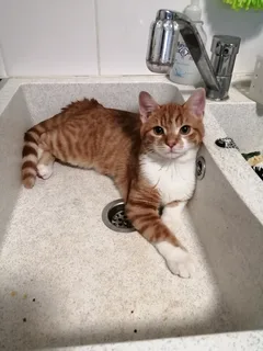 Chat perdu Européen