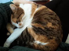 Chat perdu Européen