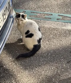 Chat trouvé Européen