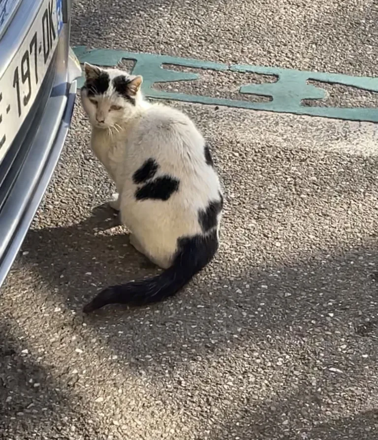 Chat trouvé