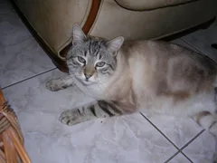 Chat trouvé Croisé