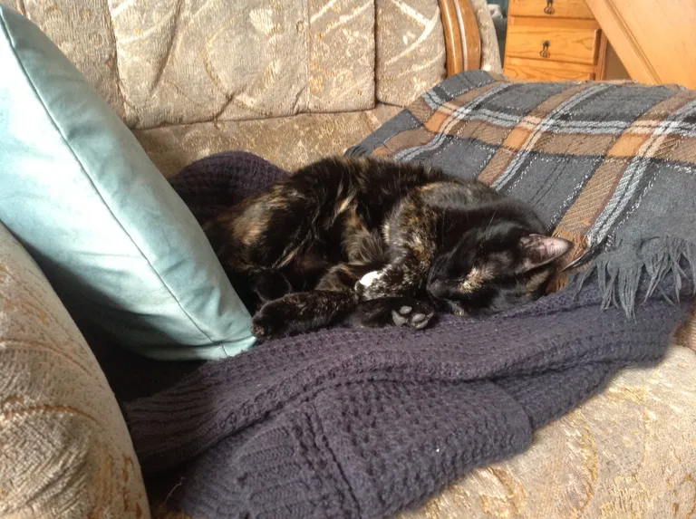 Chat trouvé