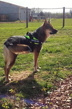 Chien perdu Berger Allemand