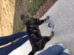 Chat trouvé Chat Tigre