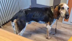 Chien trouvé Anglo-Français de Petite Vénerie