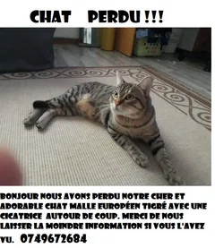 Chat perdu Européen
