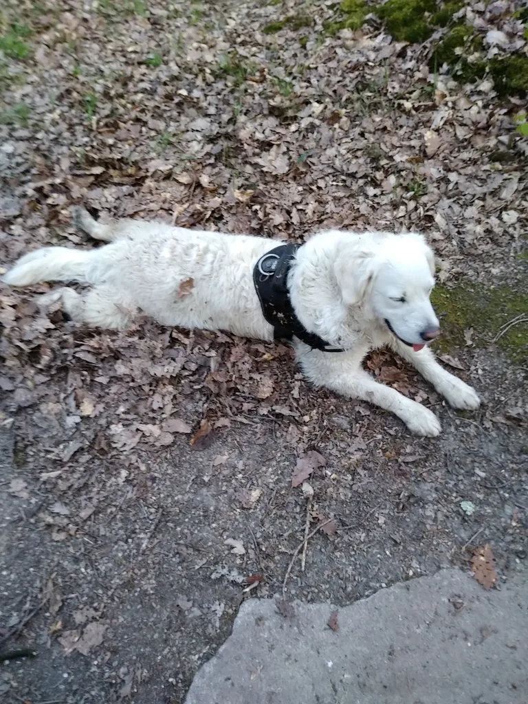 Chien trouvé