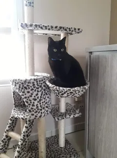 Chat perdu : Européen (Ozzy)