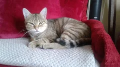 Chat perdu Européen