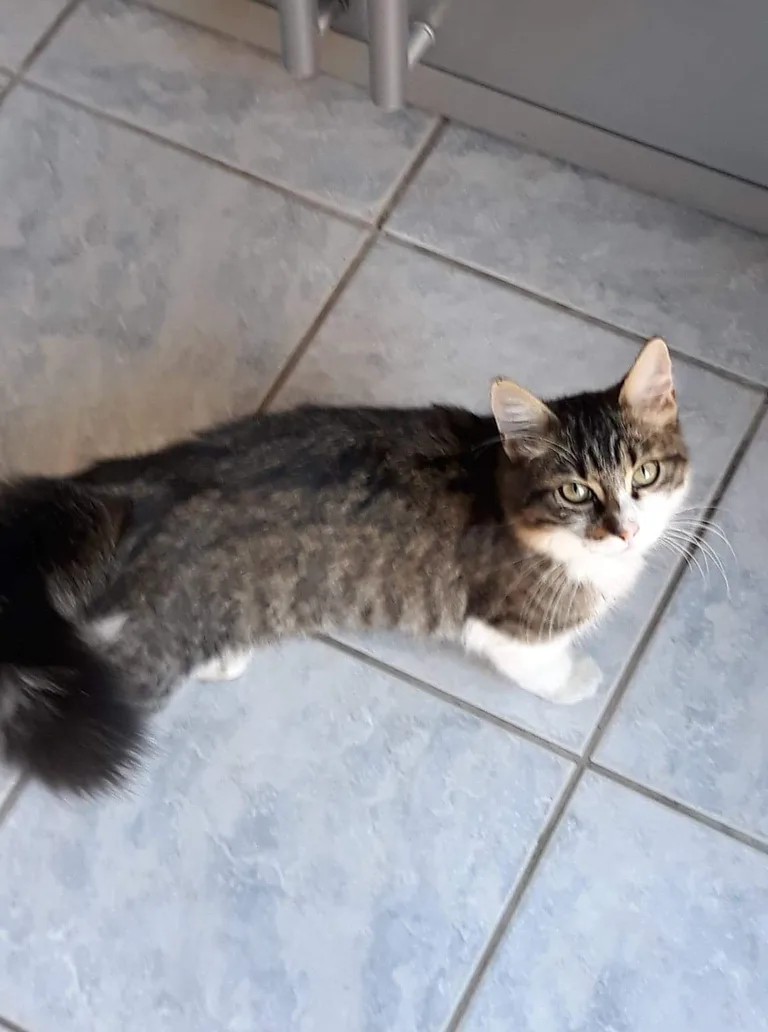 Leo allias minou