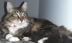 Chat perdu Européen