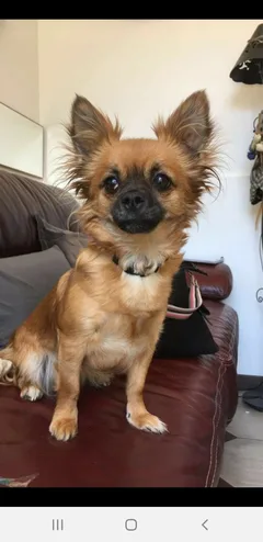 Chien perdu Chihuahua