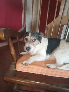 Chien perdu Fox-Terrier