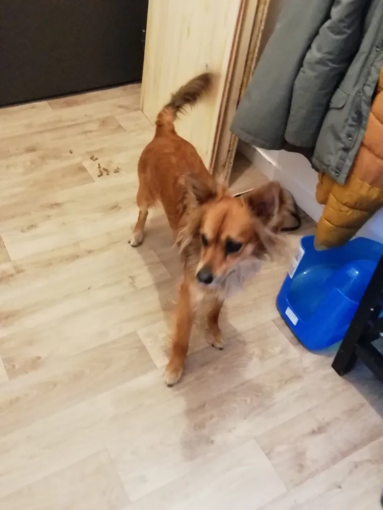 Chien trouvé