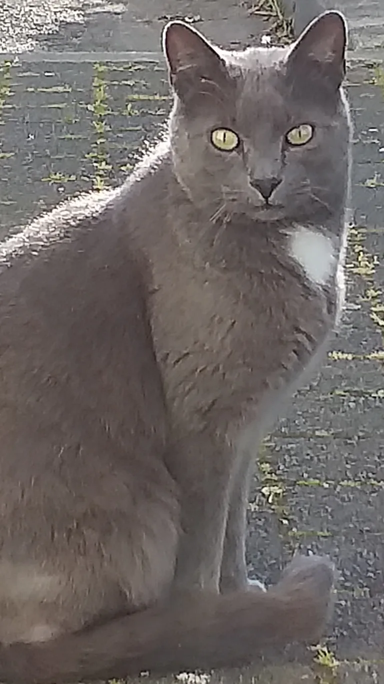 Chat trouvé