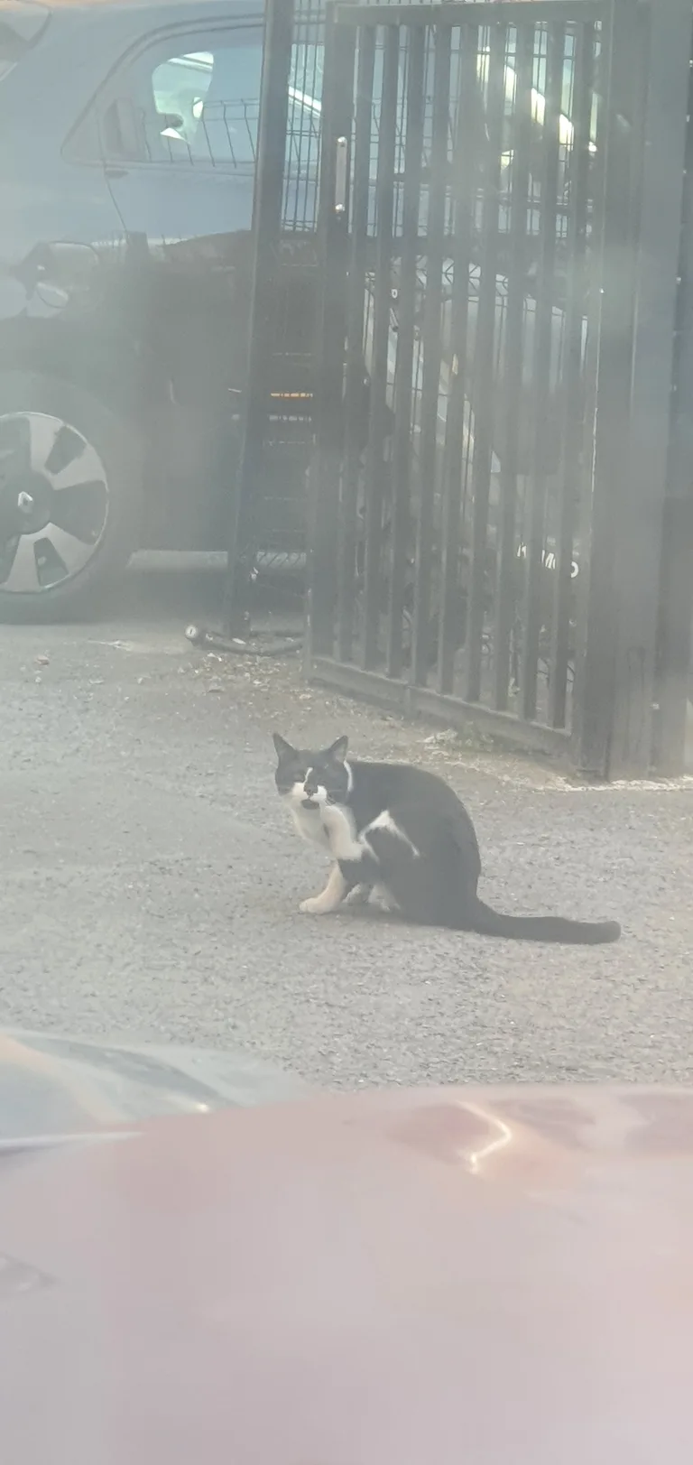 Chat trouvé