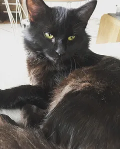 Chat perdu Européen