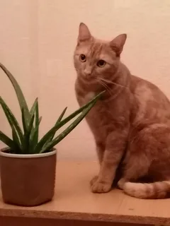 Chat perdu Européen