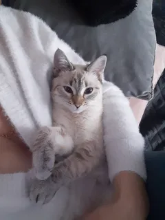 Chat perdu Sans race particulière