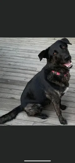 Chien perdu Berger de Brie