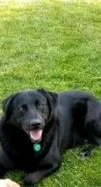 Chien perdu Labrador-Retriever