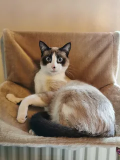 Chat perdu Ragdoll