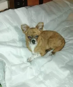 Chien perdu Chihuahua