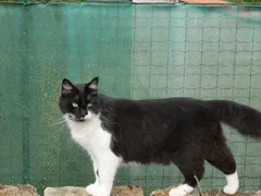 Chat perdu Européen