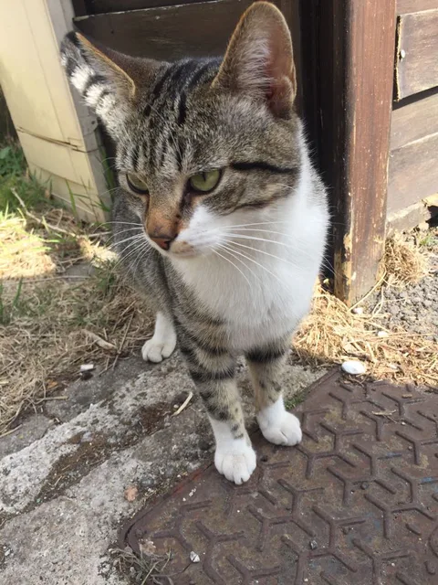 Chat trouvé