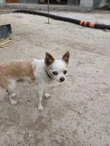 Chien trouvé Chihuahua